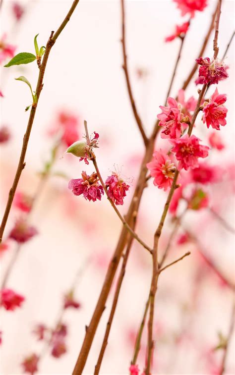 桃花結果風水|【桃花結果 風水】桃花結果藏玄機！風水揭曉「招桃花」的關鍵。